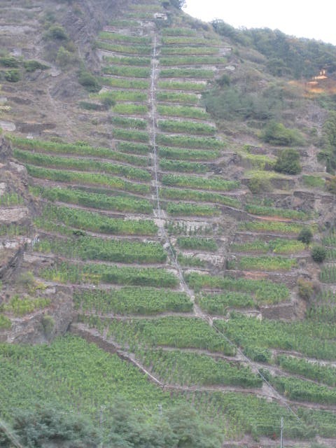 Mosel-vineyards-steep-g