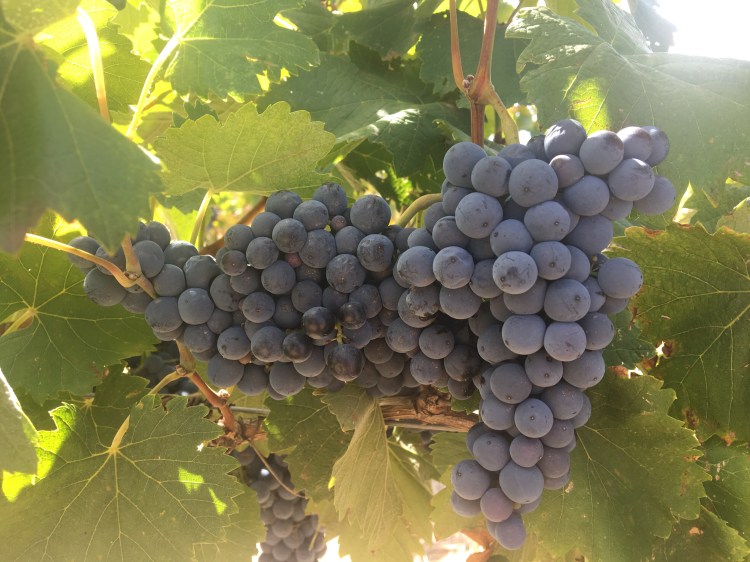 Zinfandel bunches with large berries and bunches