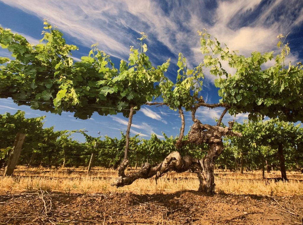 Block 42 Cabernet Sauvignon